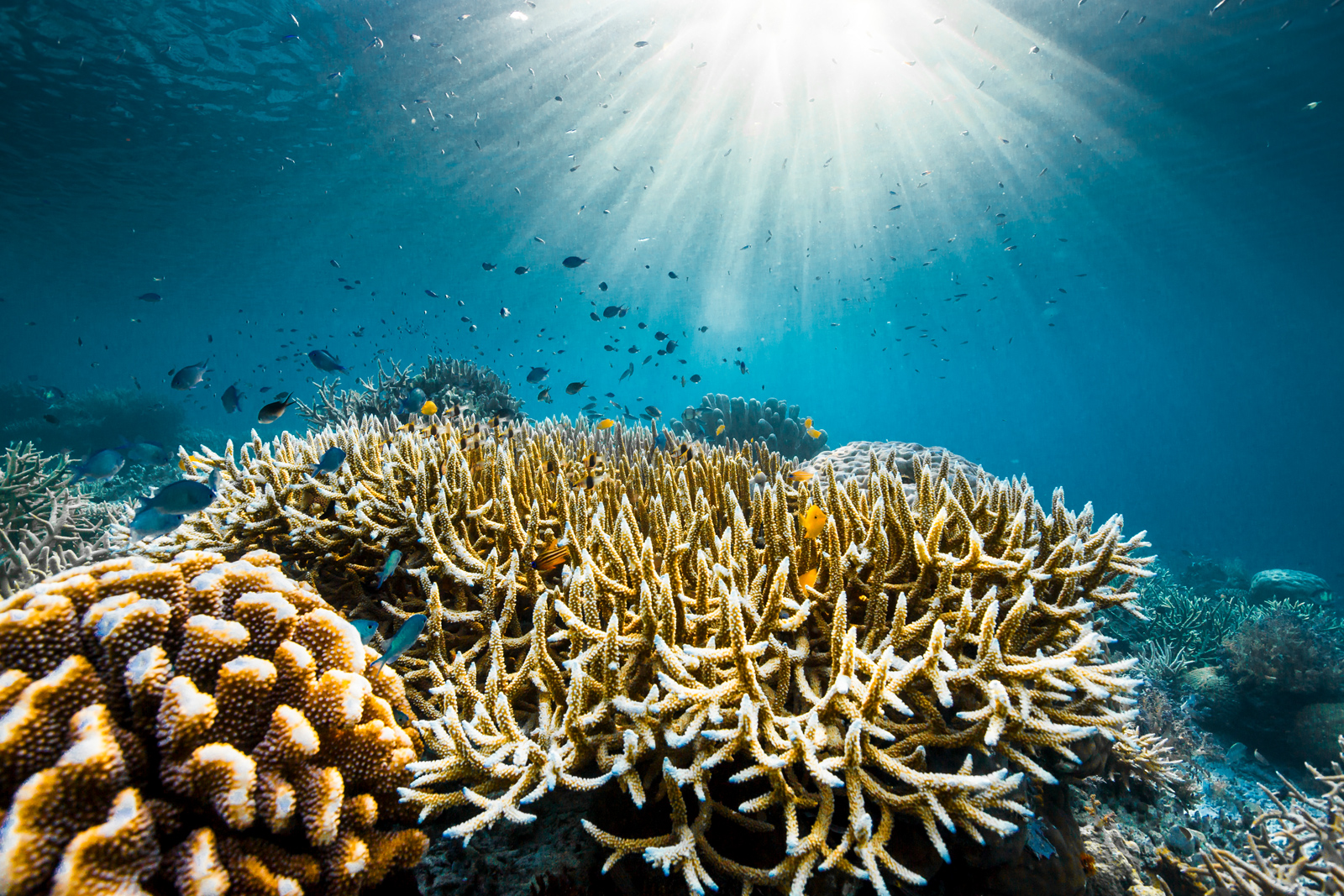 Die Korallenriffe von Raja Ampat, Indonesien