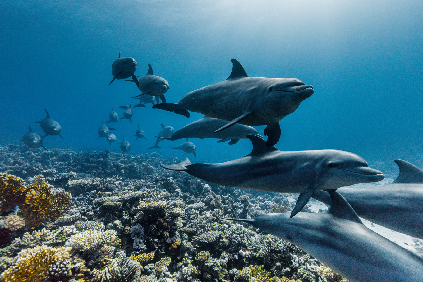 Eine Gruppe von Indopazifischen Tümmlern schwimmt durch die Korallenriffe des Roten Meeres, Ägypten