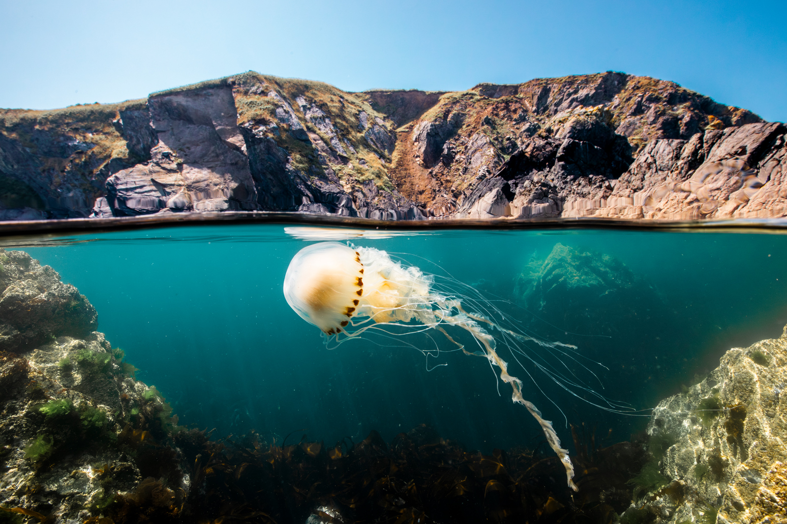 Eine Kompassqualle vor der Küste von Pembrokeshire, Vereinigtes Königreich