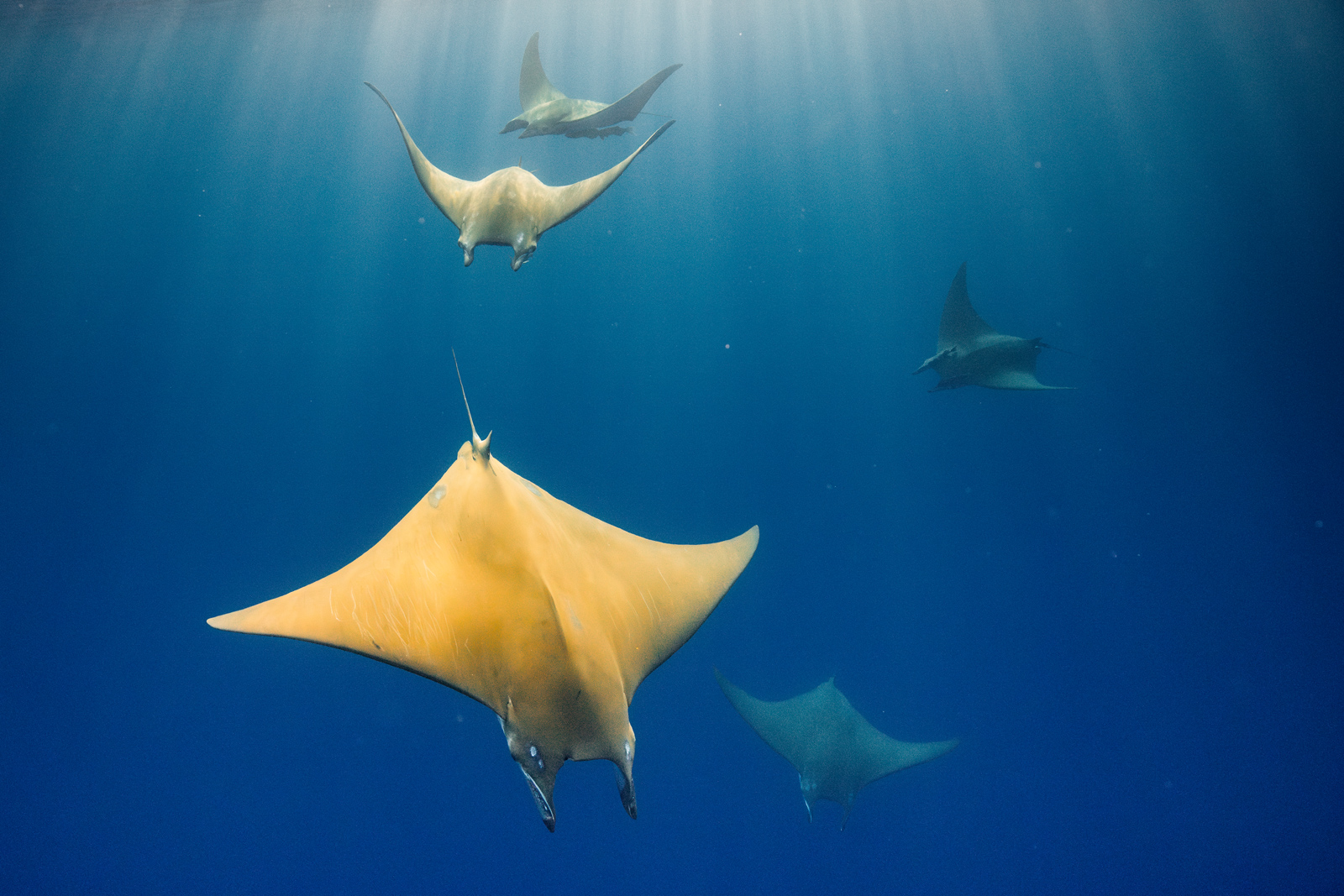 Ein Schwarm Mobula-Rochen in den Küstengewässern des Nordatlantiks