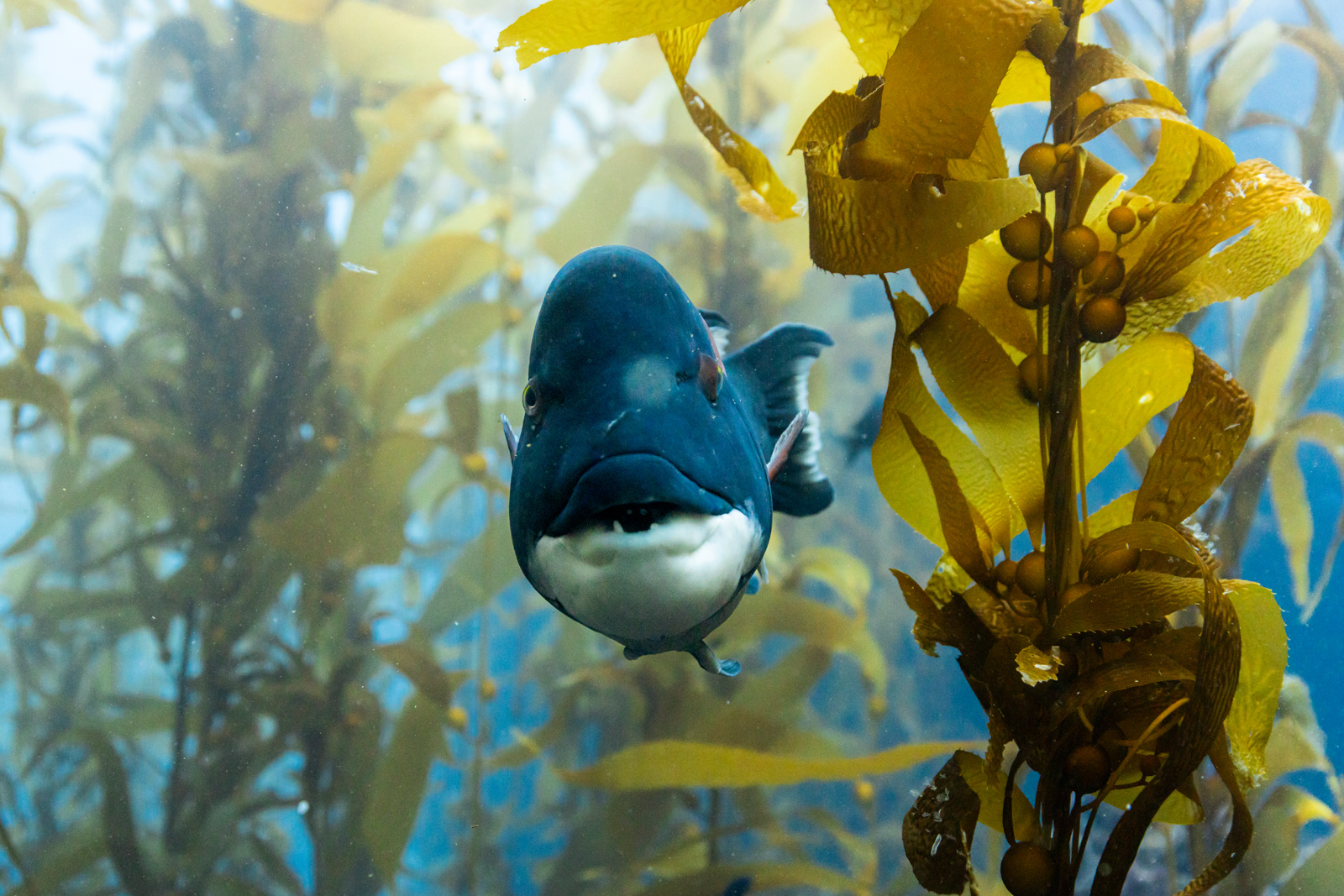 Ein Schafskopf-Lippfisch in einem Seetangwald in Kalifornien.