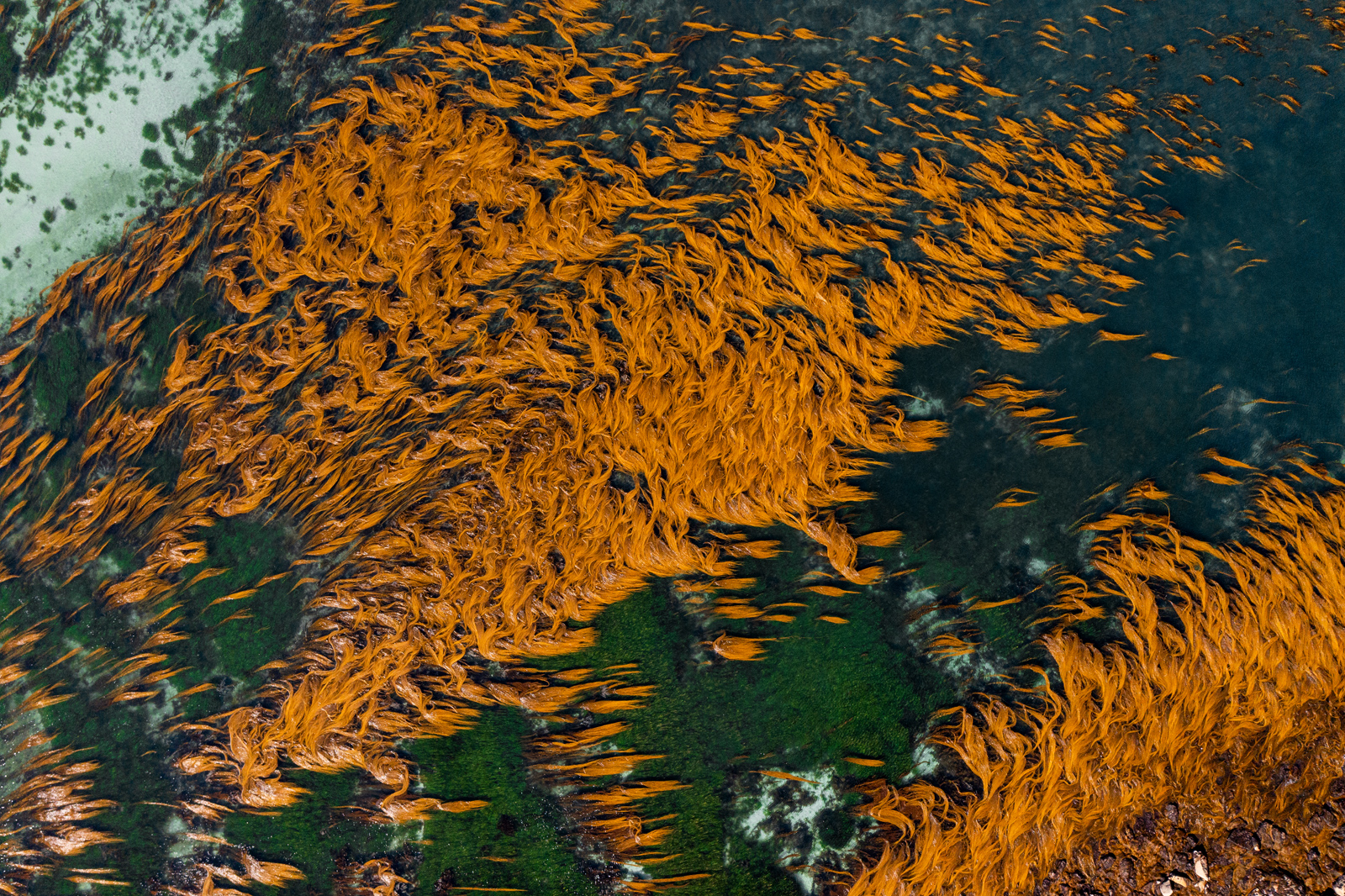 Die Flachwasserwälder vor den Scilly-Inseln im Vereinigten Königreich. 