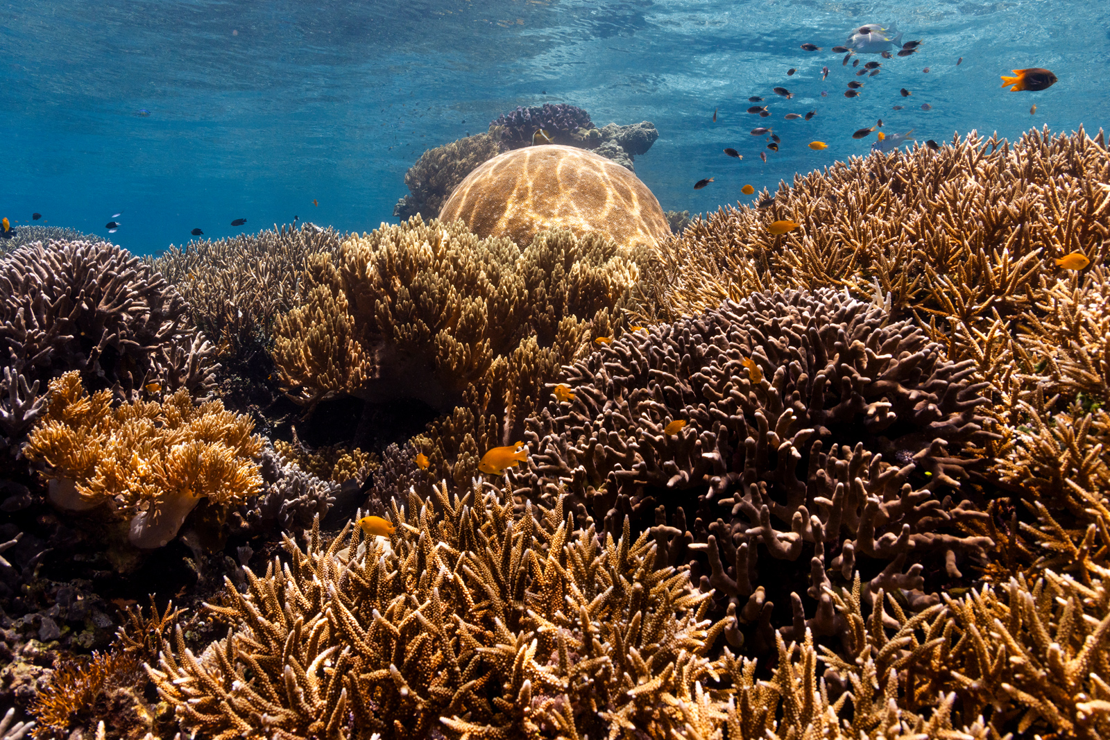 Eine Grüne Meeresschildkröte auf einem Korallenriff in Raja Ampat, Indonesien