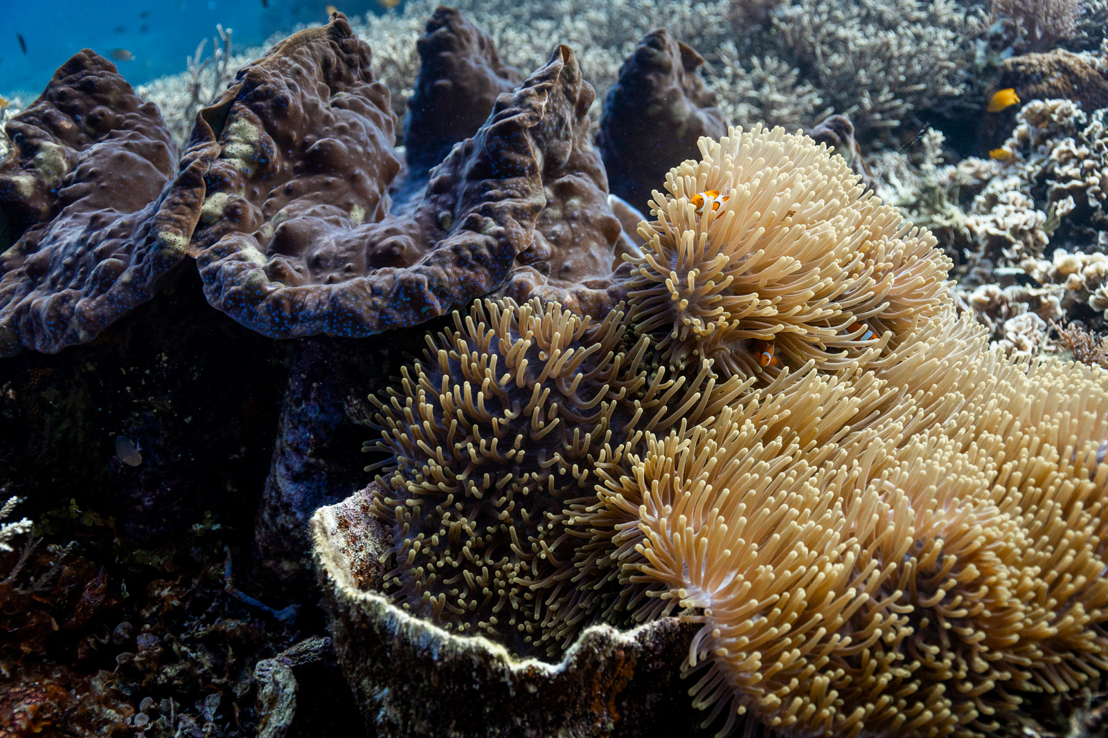 Ein Clownfisch an einem Korallenriff in Raja Ampat, Indonesien