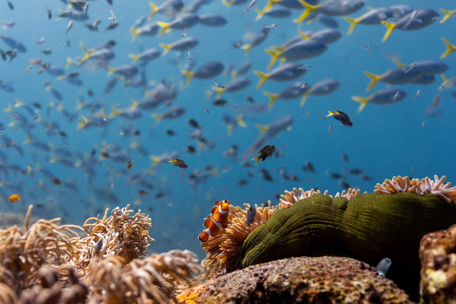 Ein Clownfisch an einem Korallenriff in Raja Ampat, Indonesien