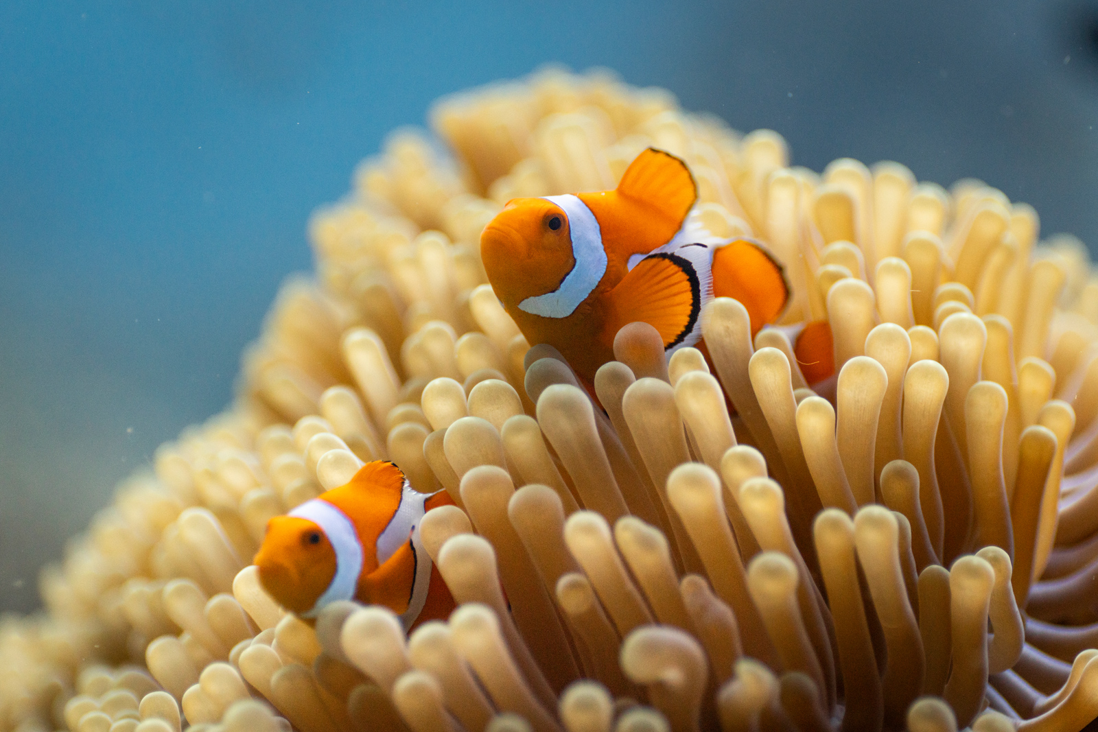 Ein Clownfisch an einem Korallenriff in Raja Ampat, Indonesien