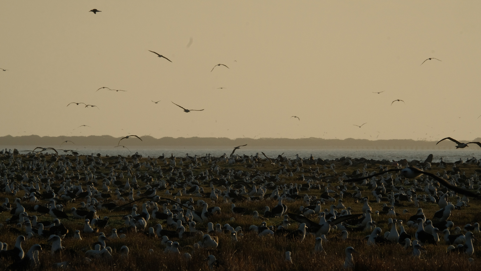 Eine Laysan-Albatros-Kolonie auf dem Midway-Atoll