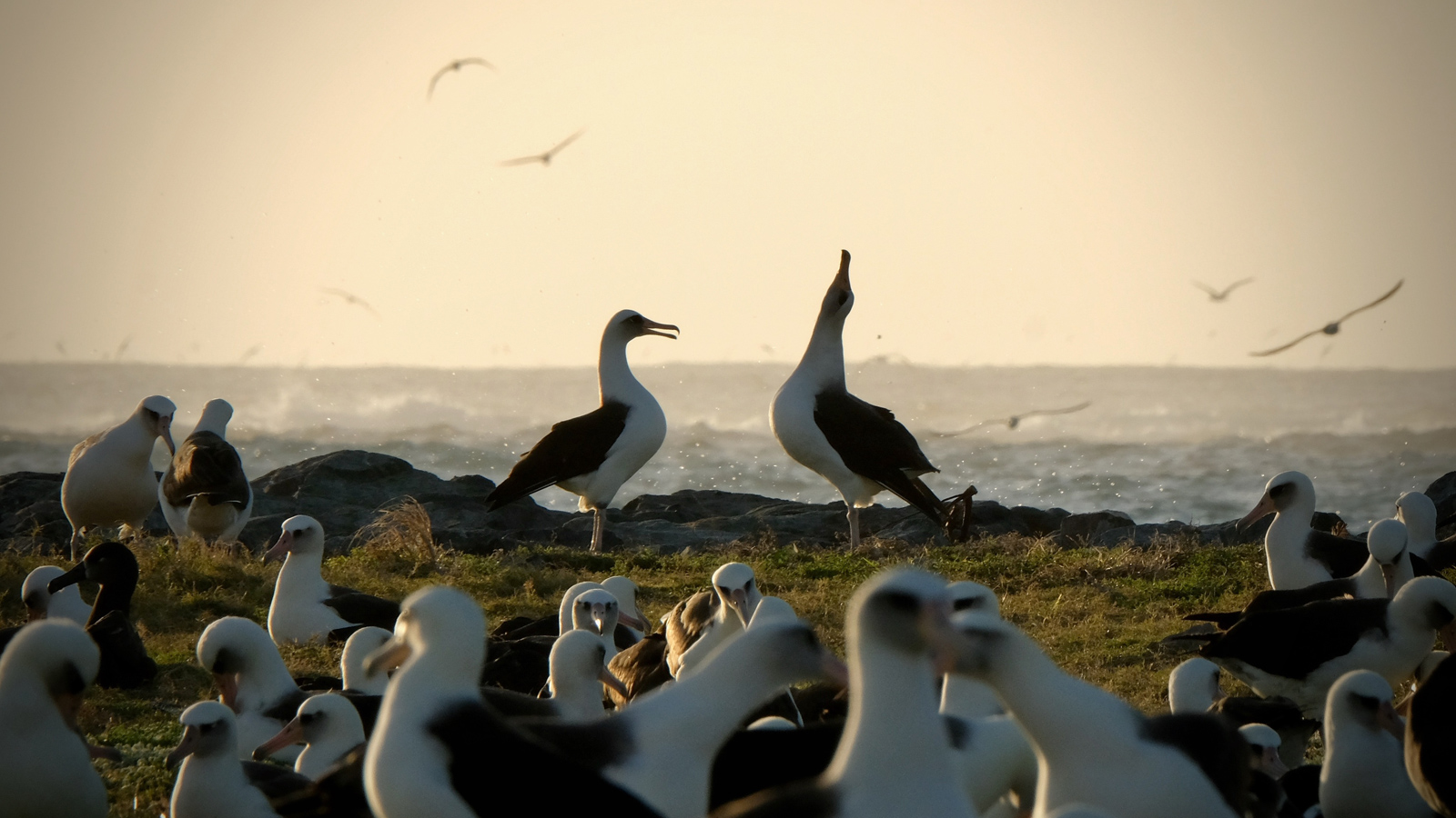 Ein Laysan-Albatros-Paar auf dem Midway-Atoll