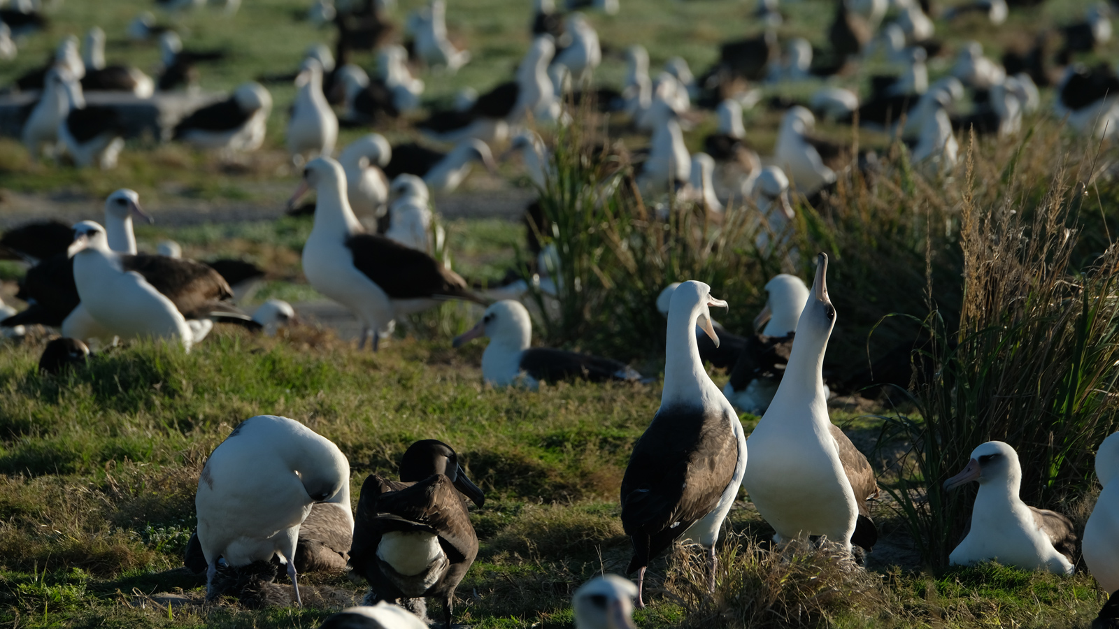 Eine Kolonie von Laysan-Albatrossen auf dem Midway-Atoll