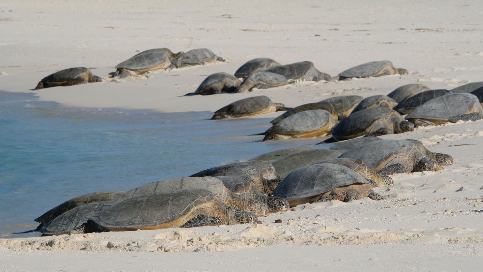 Eine Gruppe hawaiianischer Grüner Meeresschildkröten am Strand des Midway-Atolls