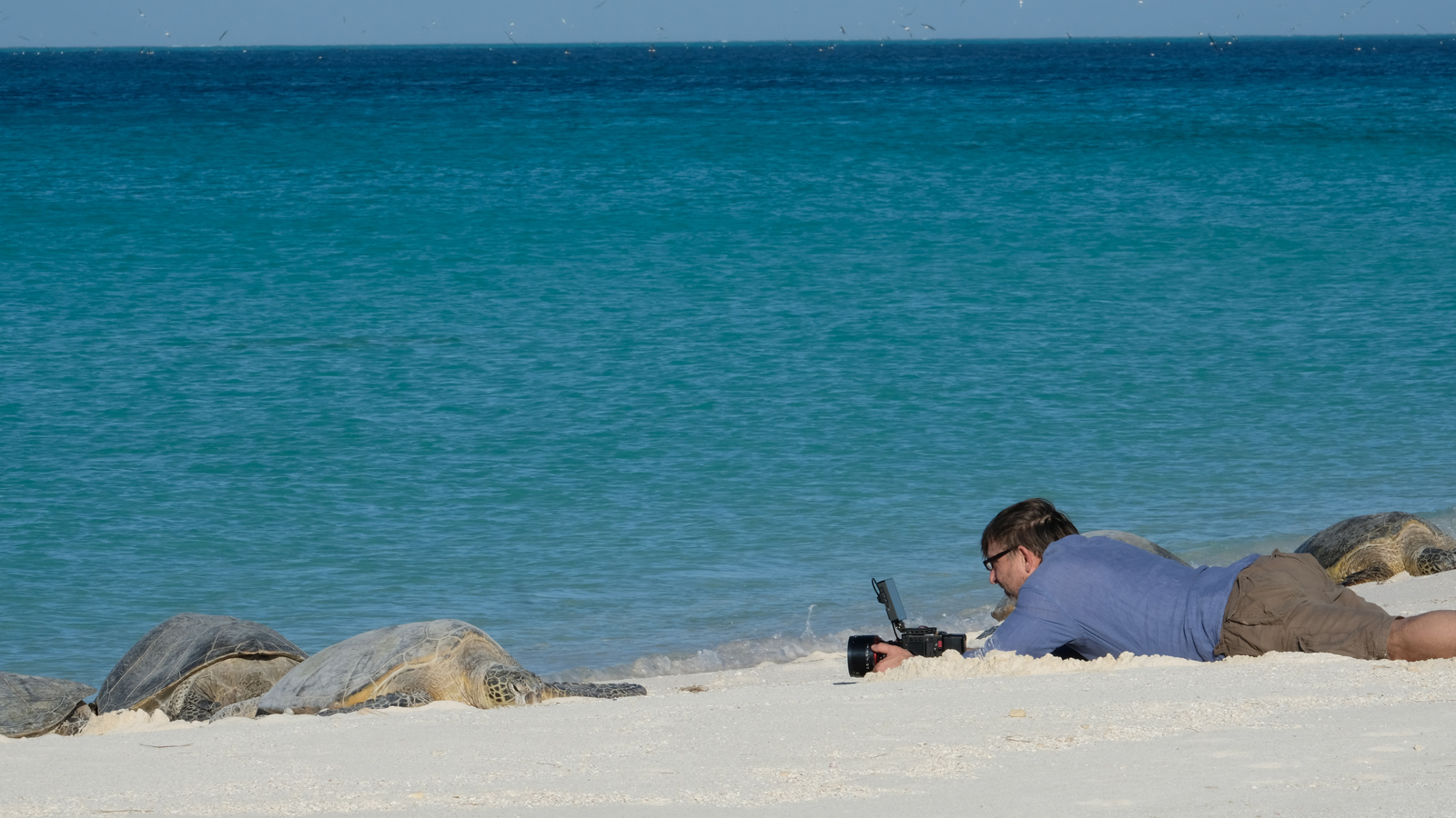 Toby Strong filmt hawaiianische Grüne Meeresschildkröten am Strand des Midway-Atolls