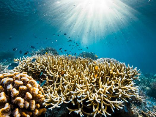 Die Korallenriffe von Raja Ampat, Indonesien