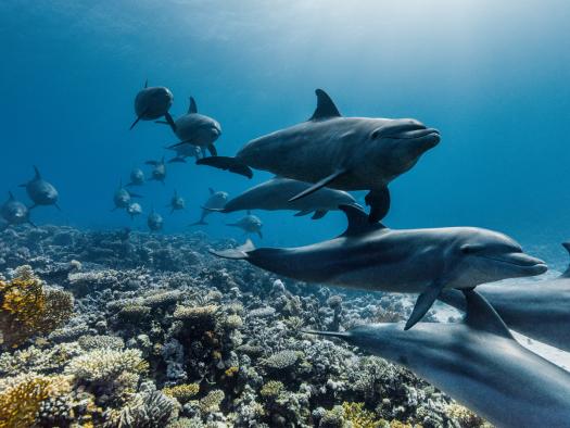 Eine Gruppe von Indopazifischen Tümmlern schwimmt durch die Korallenriffe des Roten Meeres, Ägypten