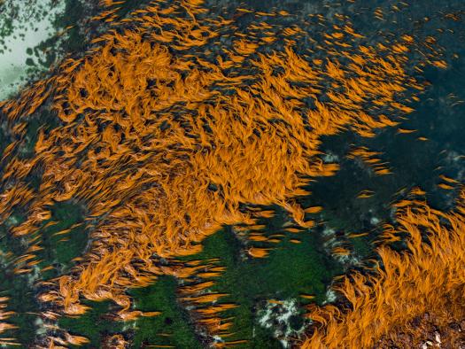 Die Flachwasserwälder vor den Scilly-Inseln im Vereinigten Königreich. 