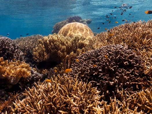Eine Grüne Meeresschildkröte auf einem Korallenriff in Raja Ampat, Indonesien