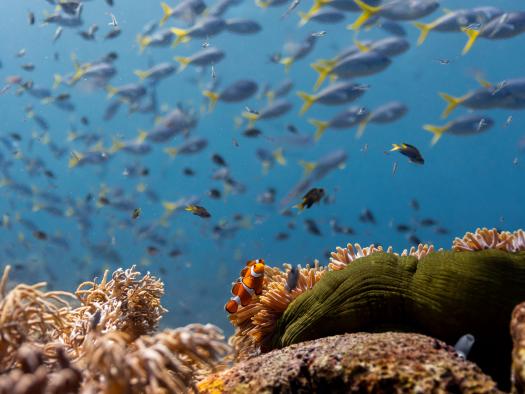 Ein Clownfisch an einem Korallenriff in Raja Ampat, Indonesien