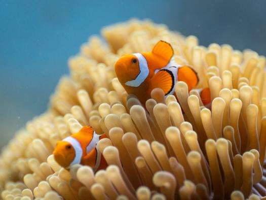 Ein Clownfisch an einem Korallenriff in Raja Ampat, Indonesien