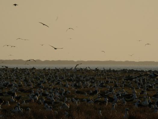 Eine Laysan-Albatros-Kolonie auf dem Midway-Atoll
