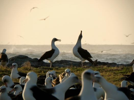 Ein Laysan-Albatros-Paar auf dem Midway-Atoll