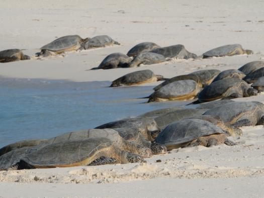 Eine Gruppe hawaiianischer Grüner Meeresschildkröten am Strand des Midway-Atolls