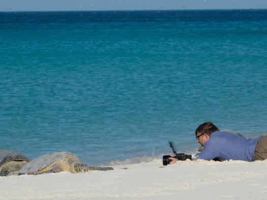 Toby Strong filmt hawaiianische Grüne Meeresschildkröten am Strand des Midway-Atolls